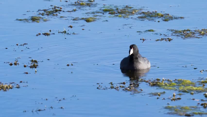 Close-up footage of an American coot foraging in wetlands, showcasing natural feeding behavior and detailed bird features in crisp 4K resolution.