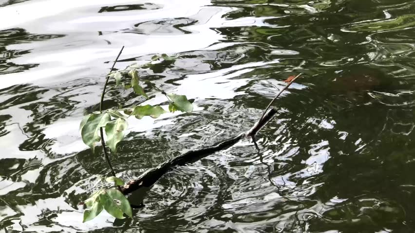 Floating branch on green lake water with reflective ripples. Leafy twig crossing calm pond surface for nature footage. Wild shoreline detail showing wood stick and gentle waves