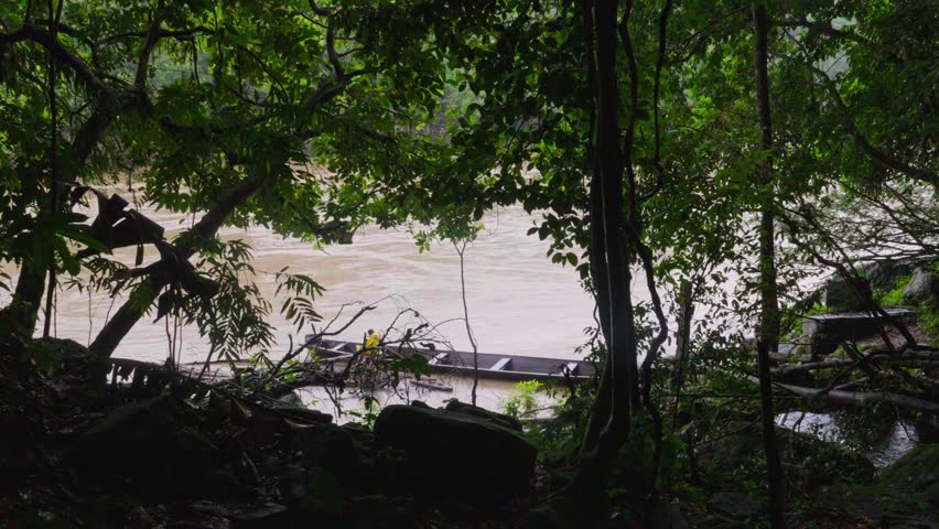 The muddy riverbank is framed by dense greenery, depicting a natural habitat under an overcast sky in Guaviare, Colombia.