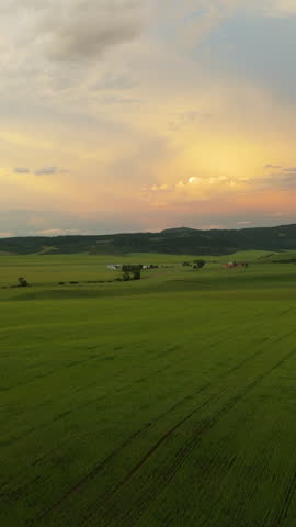 Vertical Screen: Montana USA drone aerial view over vast green agricultural fields during golden hour sunset with dramatic clouds and distant hills in rural countryside landscape.