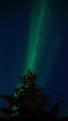 Low angle time lapse of majestic aurora borealis northern lights dancing in the starry night sky directly above a silhouette pine tree