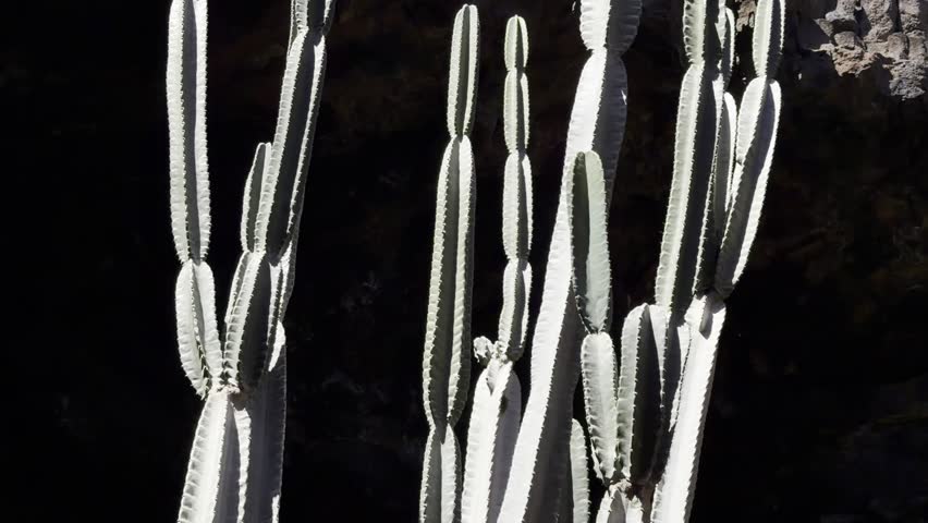 Columnar cactus and golden barrel cactus growing in the Cactus Garden created by Cesar Manrique against a blue sky in Lanzarote, Canary Islands, Spain