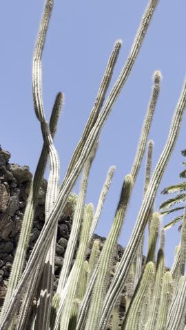 Columnar cactus and golden barrel cactus growing in the Cactus Garden created by Cesar Manrique against a blue sky in Lanzarote, Canary Islands, Spain