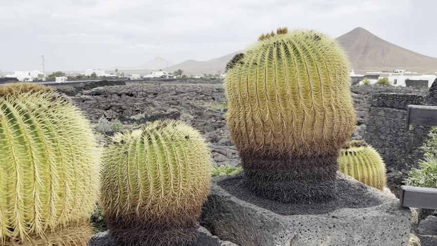 Columnar cactus and golden barrel cactus growing in the Cactus Garden created by Cesar Manrique against a blue sky in Lanzarote, Canary Islands, Spain