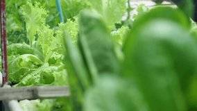 Rack focus from background crops to a crisp, textured green romaine lettuce leaf at a commercial organic farm. Close-up macro video highlighting fresh produce, agriculture, and sustainable farming. - Powered by Shutterstock - Get 15% off with code: PIKWIZARD15