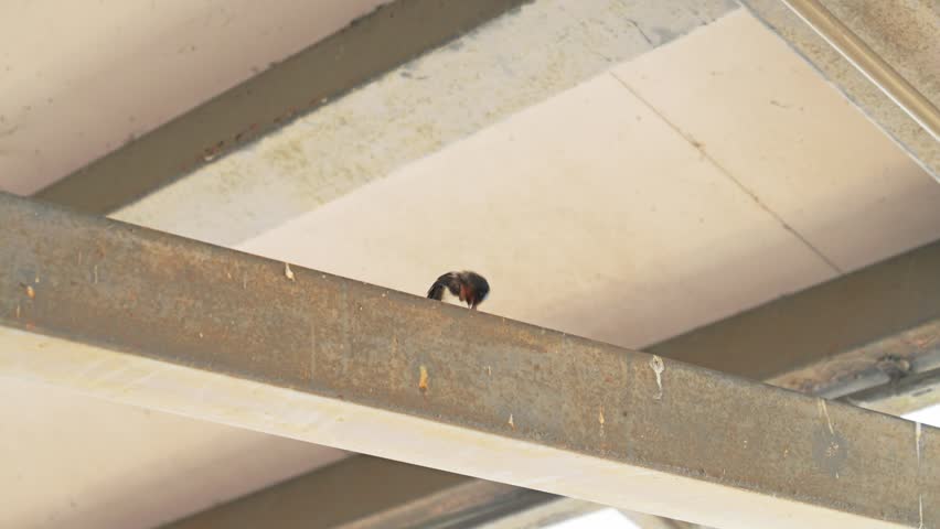 Swallow Resting on a Steel Beam Under a Roof in an Urban Environment