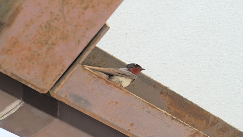 Swallow Resting on a Steel Beam Under a Roof in an Urban Environment