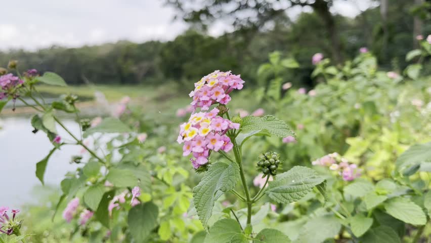Wide video footage of lantana camara flowering shrub with pink flower clusters in the foreground and a calm lake with green hills visible in the background, showing the wildflower in a scenic tropical lakeside landscape