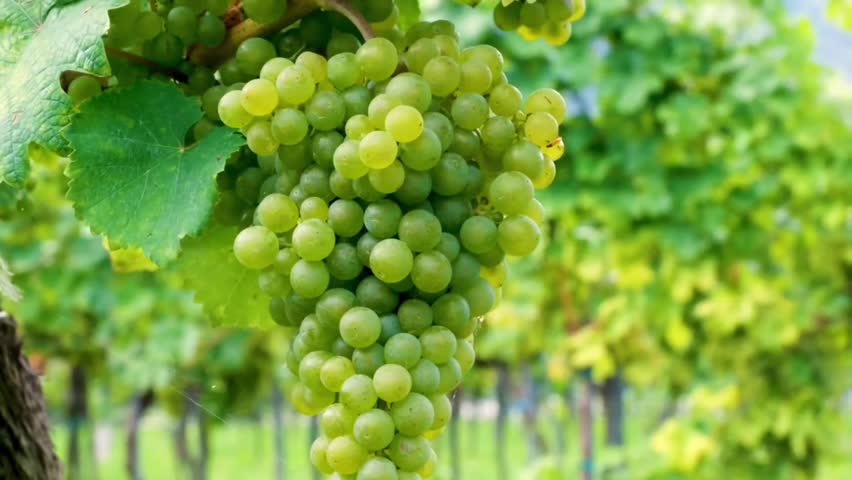 Macro shot of juicy green grapes growing on the vine. Beautiful sun flared background in a lush vineyard. Sweet organic fruits ready for harvest.