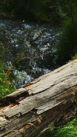 Weathered log rests near a flowing stream in a forest. Water rushes over rocks, creating ripples and bubbles. Green moss and grass grow around the log and stream. The scene feels quiet, peaceful