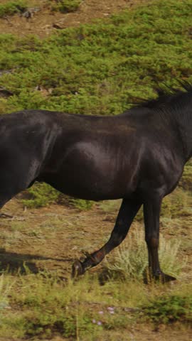 Black horse walks calmly through grassy field. White horse gallops freely across open meadow. Brown horse runs with flowing mane through sunlit pasture
