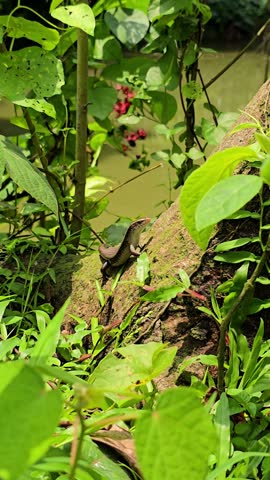 Small lizard perched on a mossy tree trunk surrounded