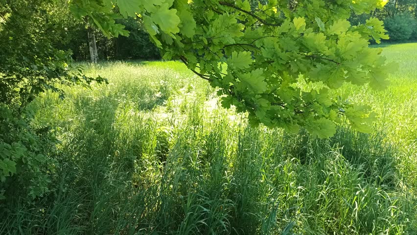 Sunlit Green Meadow Under Tree Branches.
Bright green meadow with soft sunlight shining through tree branches and moving grass in a peaceful countryside landscape.