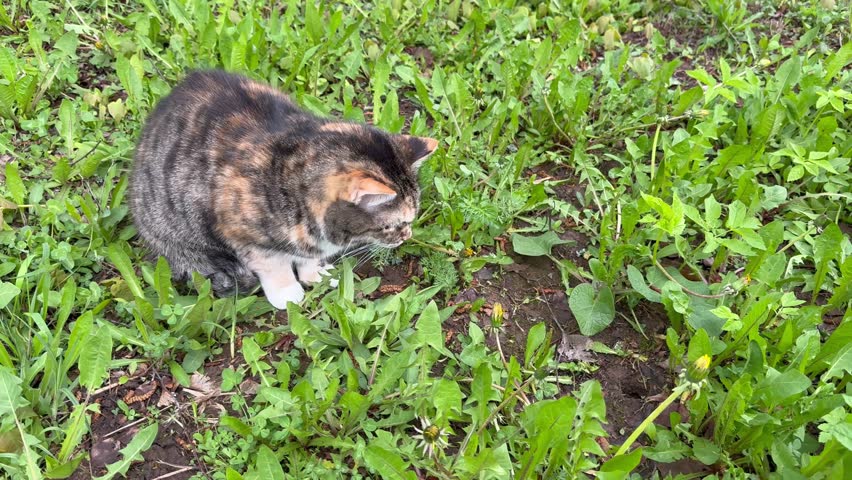 Domestic cat hunting and watching a mouse hole in the grass. High angle view of a tricolor calico cat sitting patiently in the green grass, sniffing and watching a small mouse hole in the ground. Domestic pet displaying natural hunting instincts outdoors on a spring day.