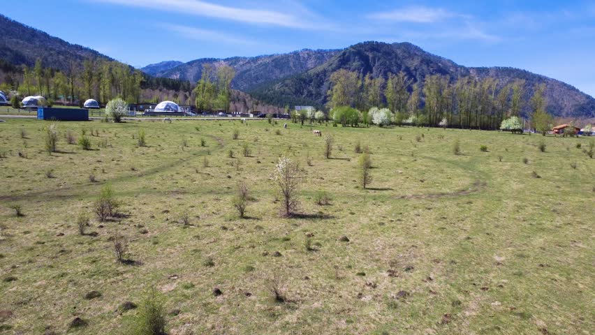Grazing Horse On Wide Mountain Meadow Under Blue Sky, Single Pale Horse And Distant Barn, Rolling Pasture, Spring Foliage, Calm Rural Atmosphere, Aerial Sweep Capturing Valley And Gentle Slopes
