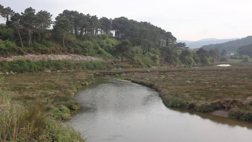 Scenic wide shot of a group of seagulls flying over a winding river mouth surrounded by green marshes and a pine forest on the hills of the Cantabrian coast on an overcast day.