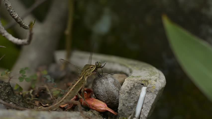 A wild dragonfly resting closely to a small brown lizard on the ground showcasing a tense predator and prey wildlife interaction