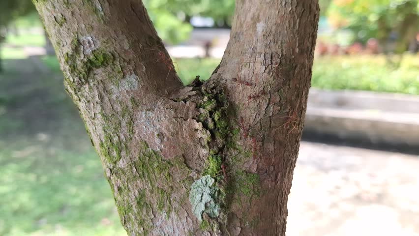 Detailed view of a mossy tree trunk in a bright outdoor park setting.