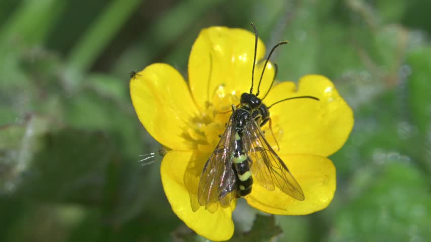 Wheat Stem Borer sawfly (Cephus pigmaeus) pair mating on a Buttercup flower, before the male flies off and the female carries on eating pollen. May, Kent, UK. [Slow motion x5]