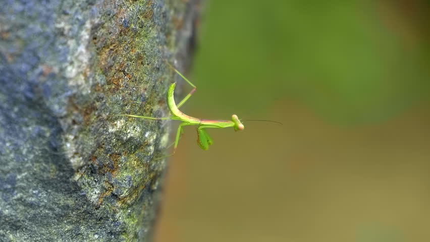 A tiny green Asian praying mantis runs fast on the vertical surface of a large stone while hunting for prey in the temple garden of Truc Lam Zen the largest Buddhist monastery in Da Lat, Vietnam
