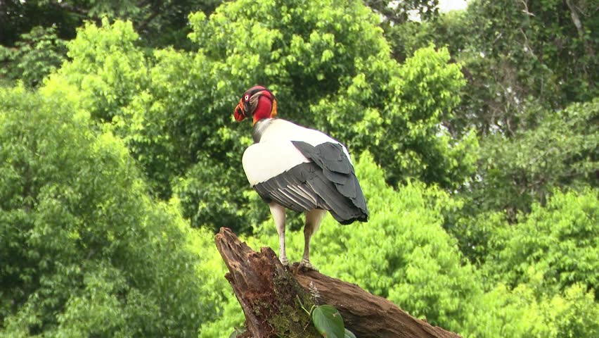 Wild King vulture perched on a tree stump viewing around