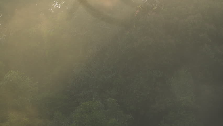 Sunrise over calm water. Mist covers pond in gold light and forest surround. Peaceful morning nature scene, quiet atmosphere, beautiful dawn light.