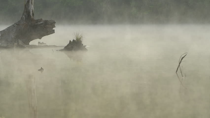 A magic morning in the jungle. Morning mist rising over the pond and water surface.