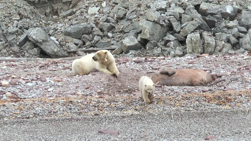 Polar bears explore a rocky shoreline by the sea in the Arctic during early morning hours