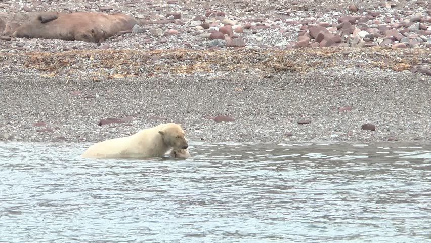 Polar bears explore a rocky shoreline by the sea in the Arctic during early morning hours
