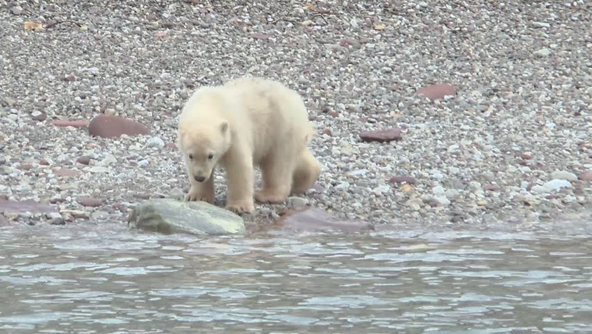 Polar bears explore a rocky shoreline by the sea in the Arctic during early morning hours