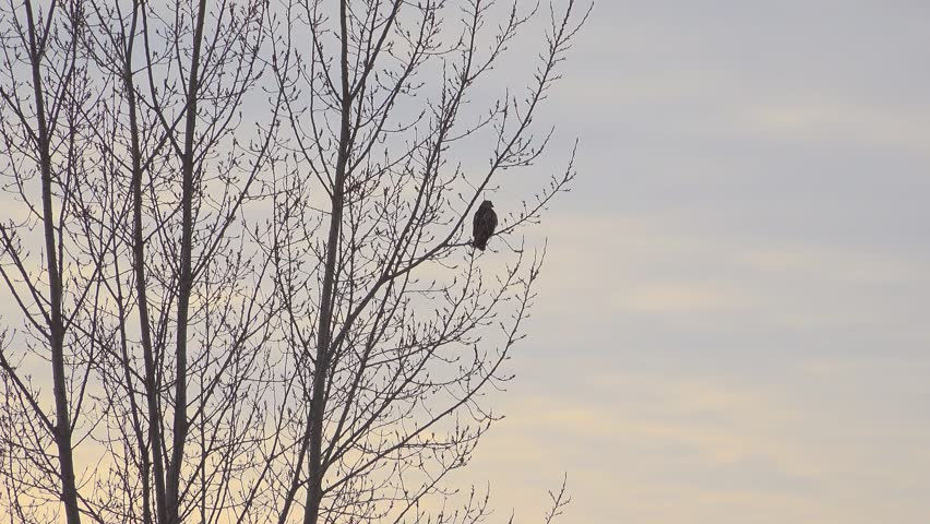 A wide shot of a red-tailed hawk perched high up on the slender, leafless branches of a tall deciduous tree, set against a colorful overcast winter sky with subtle hints of twilight.