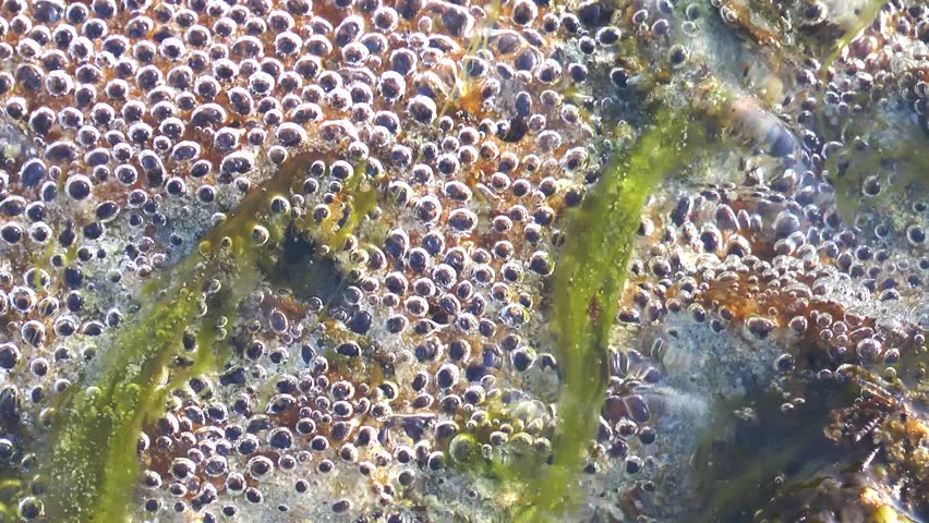 Bubbles move to the surface in a clear stream. Green plants grow in and around the water. Sunlight shines on the water, creating a lively atmosphere.
