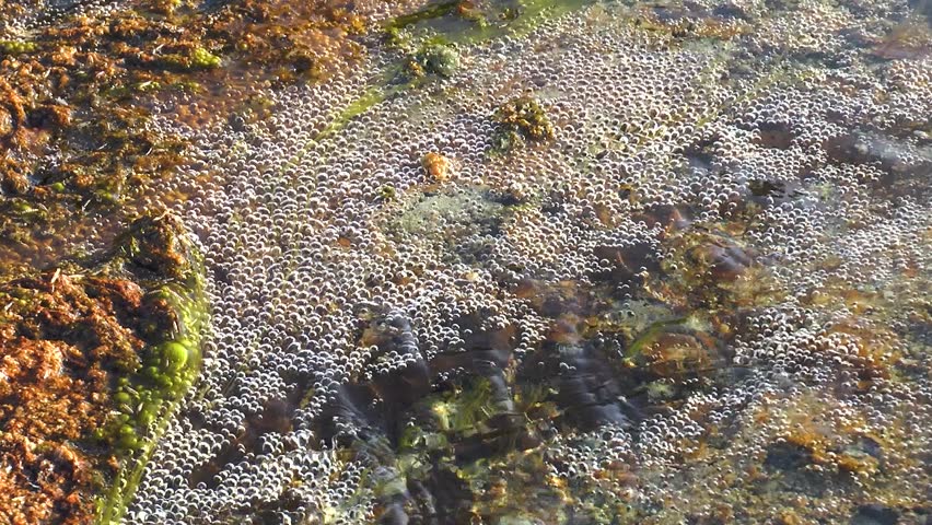 Bubbles move to the surface in a clear stream. Green plants grow in and around the water. Sunlight shines on the water, creating a lively atmosphere.