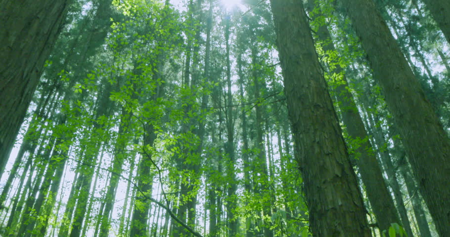 Mysterious sunlight filtering through the trees and fresh green leaves in a solemn cedar forest.