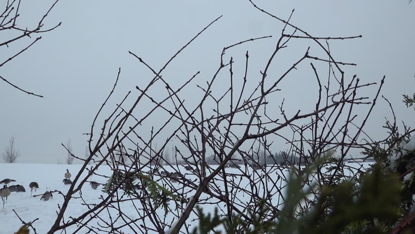 A flock of Canada geese gliding mid-air are about to land on a snow-covered field filled with decoys. Hunters start shooting at the birds with some of them falling out of the air.