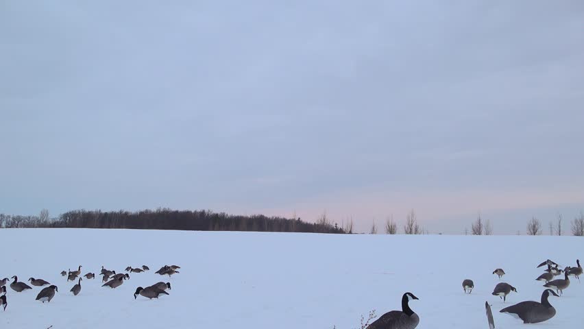 A flock of Canada geese gliding mid-air are about to land on a snow-covered field filled with decoys. Hunters start shooting at the birds with some of them falling out of the air.