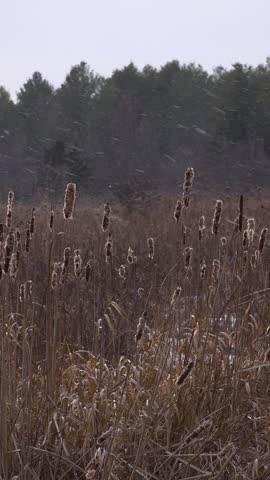 A vertical landscape shot of fluffy, mature brown cattails and dense dry reeds standing in a snowy wetland field with a forest backdrop during a winter snowfall storm.