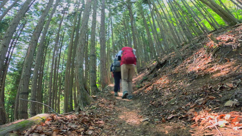 A hiking trail through a beautiful forest with fresh green leaves.