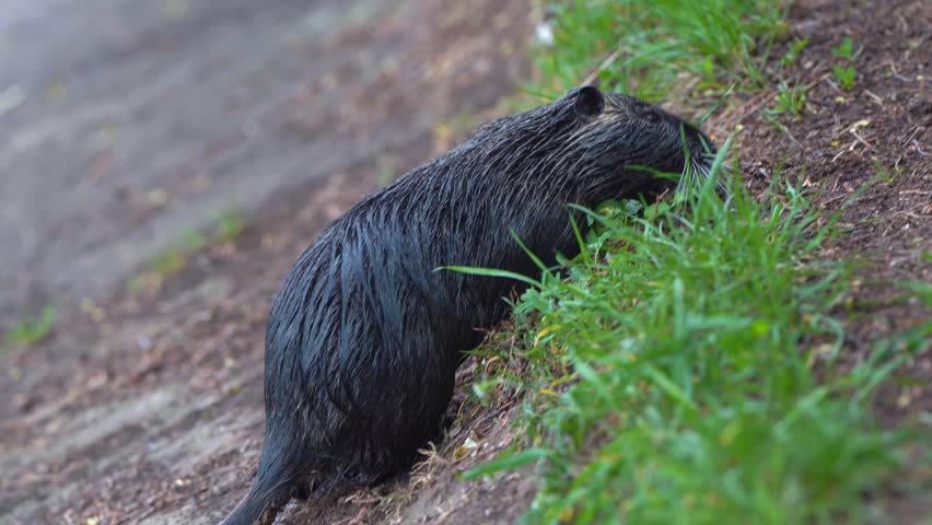 A black and gray nutria comes ashore to feed on fresh green grass. A park lake and its herbivorous inhabitants.