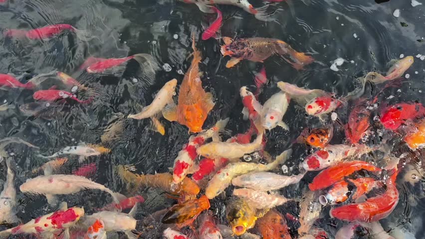 Colorful Koi Fish Swimming in a Pond