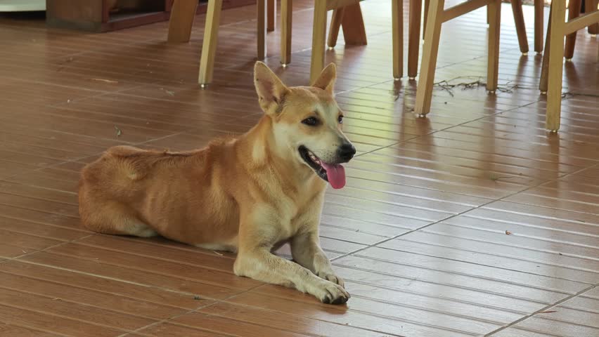A brown dog is lying on the floor.