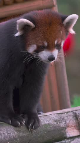 Close up of cute red panda resting on wooden log in natural zoo habitat, vertical video