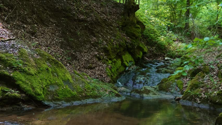 Mossy forest creek with flowing water in slow motion, peaceful woodland nature scene