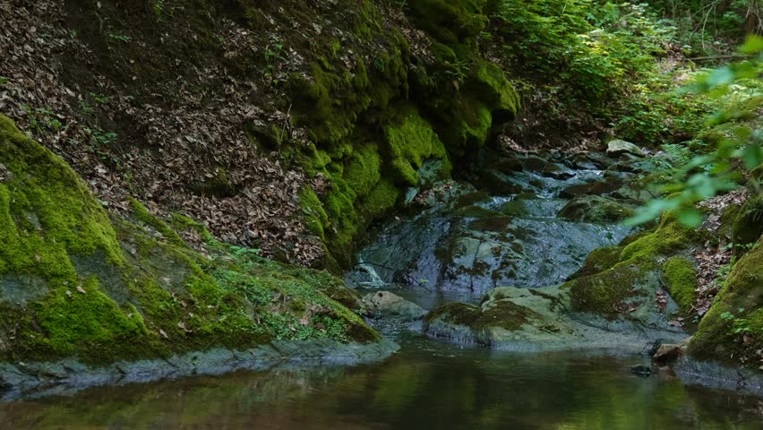 Peaceful forest creek with mossy rocks and flowing water in slow motion, woodland nature landscape