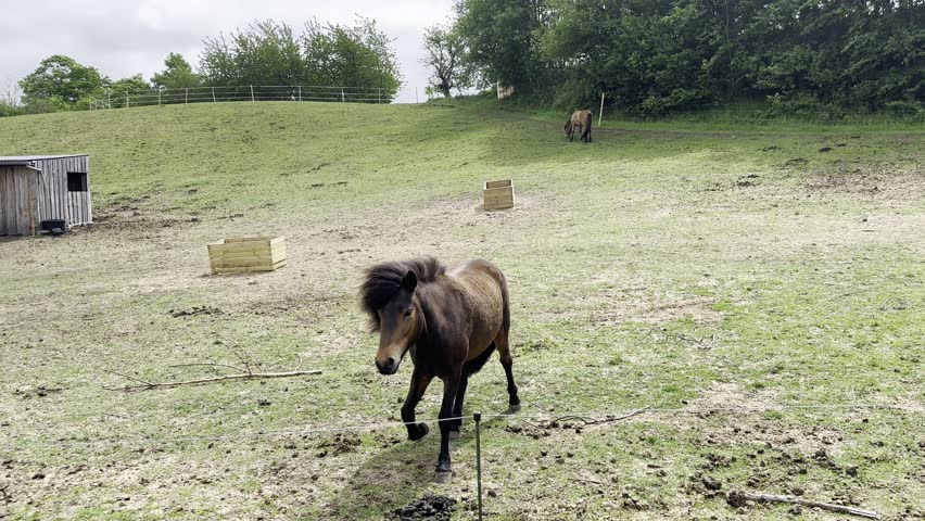 A brown horse stands in a grassy field near a rural farm shelter