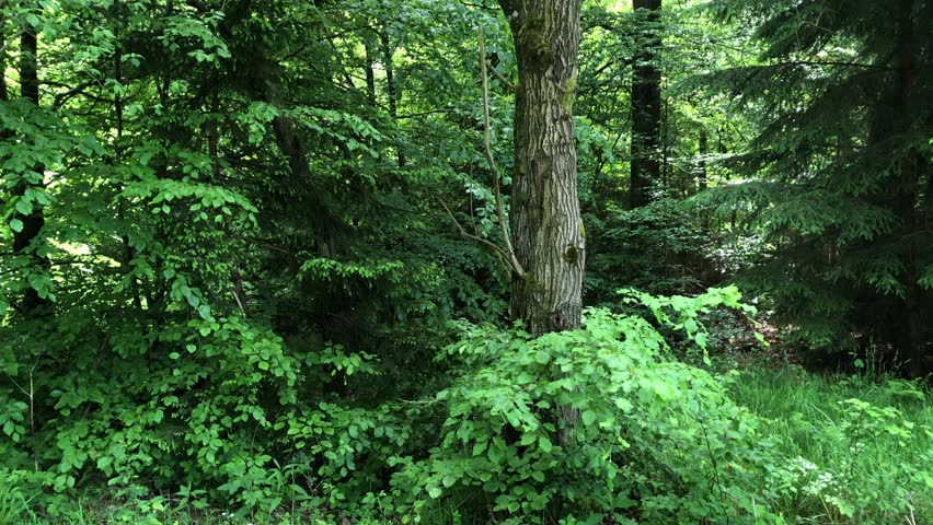 Forest landscape with mixed deciduous trees and dense lush green foliage in Germany, Europe
