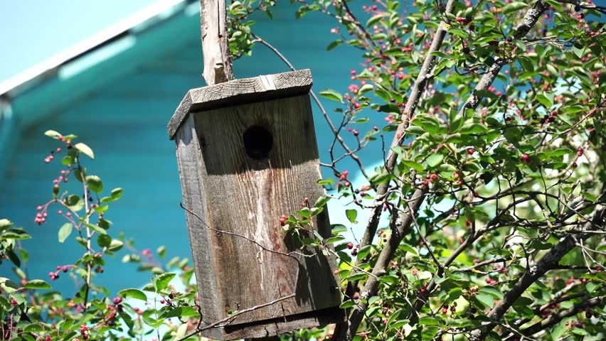 Wooden birdhouse perched in leafy green branches. Small bird peeks from its entrance, curious and alert. Soft sunlight filters through the surrounding foliage. Ideal for nature, wildlife