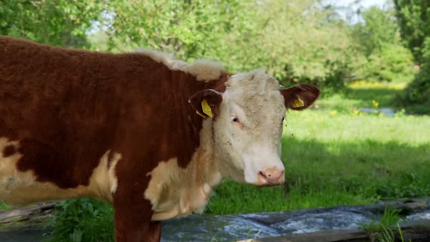 A close up of two Hereford cows underneath shade