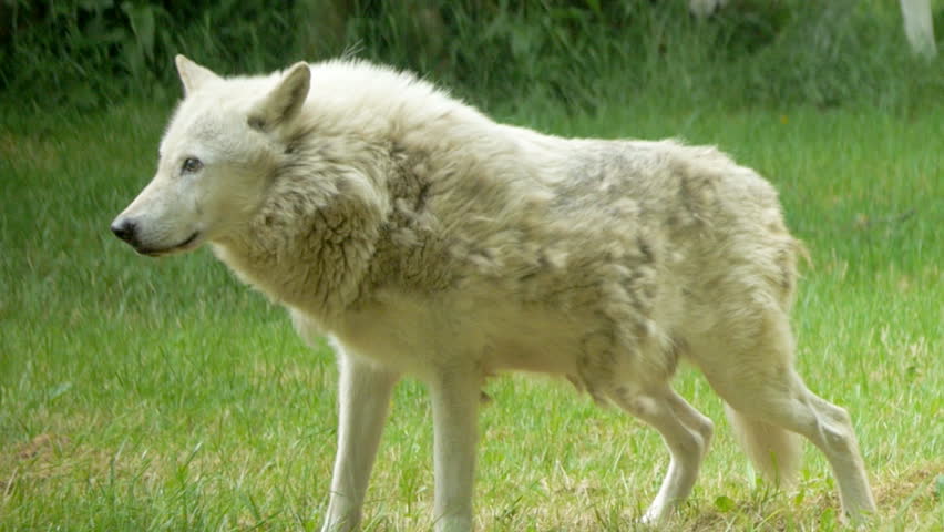 Timber Wolf prowling