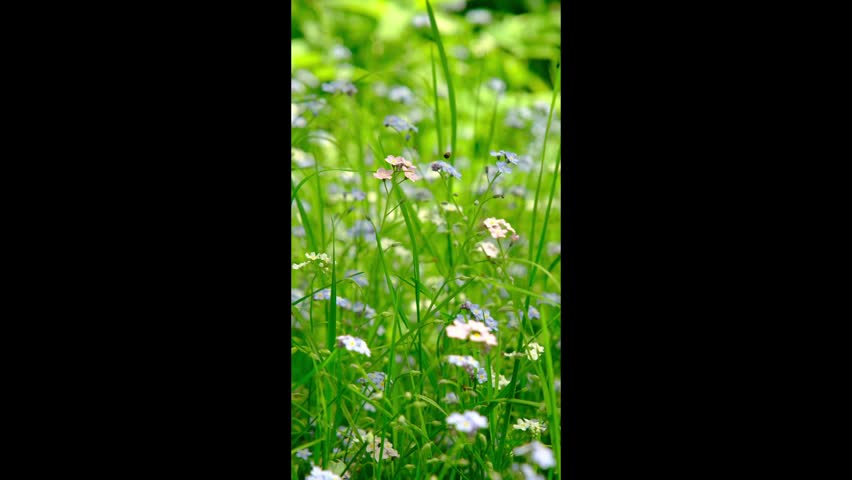 Blue and pink forget-me-nots in a meadow in summer. Wildflowers. Nature.